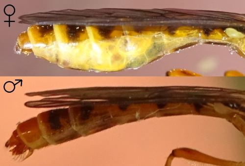 Dioctria divers